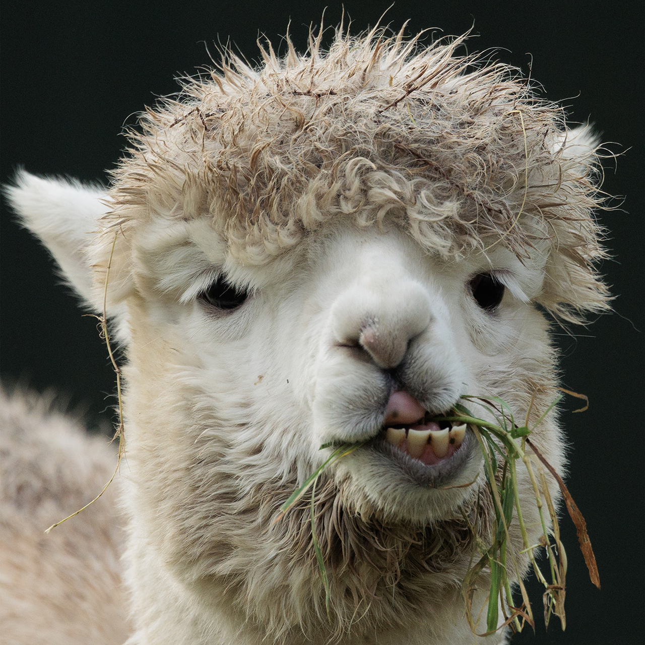 alpaca