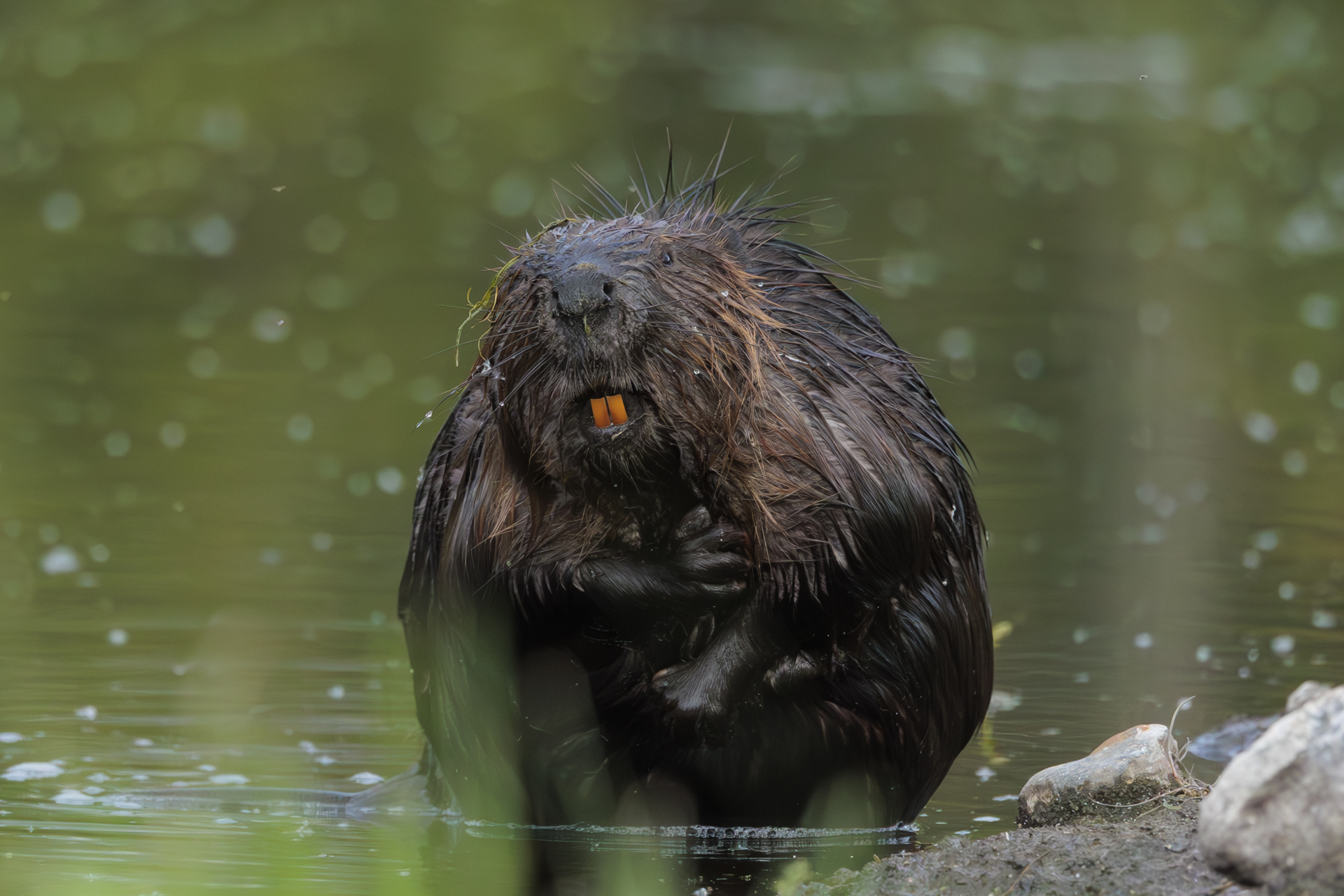 bever