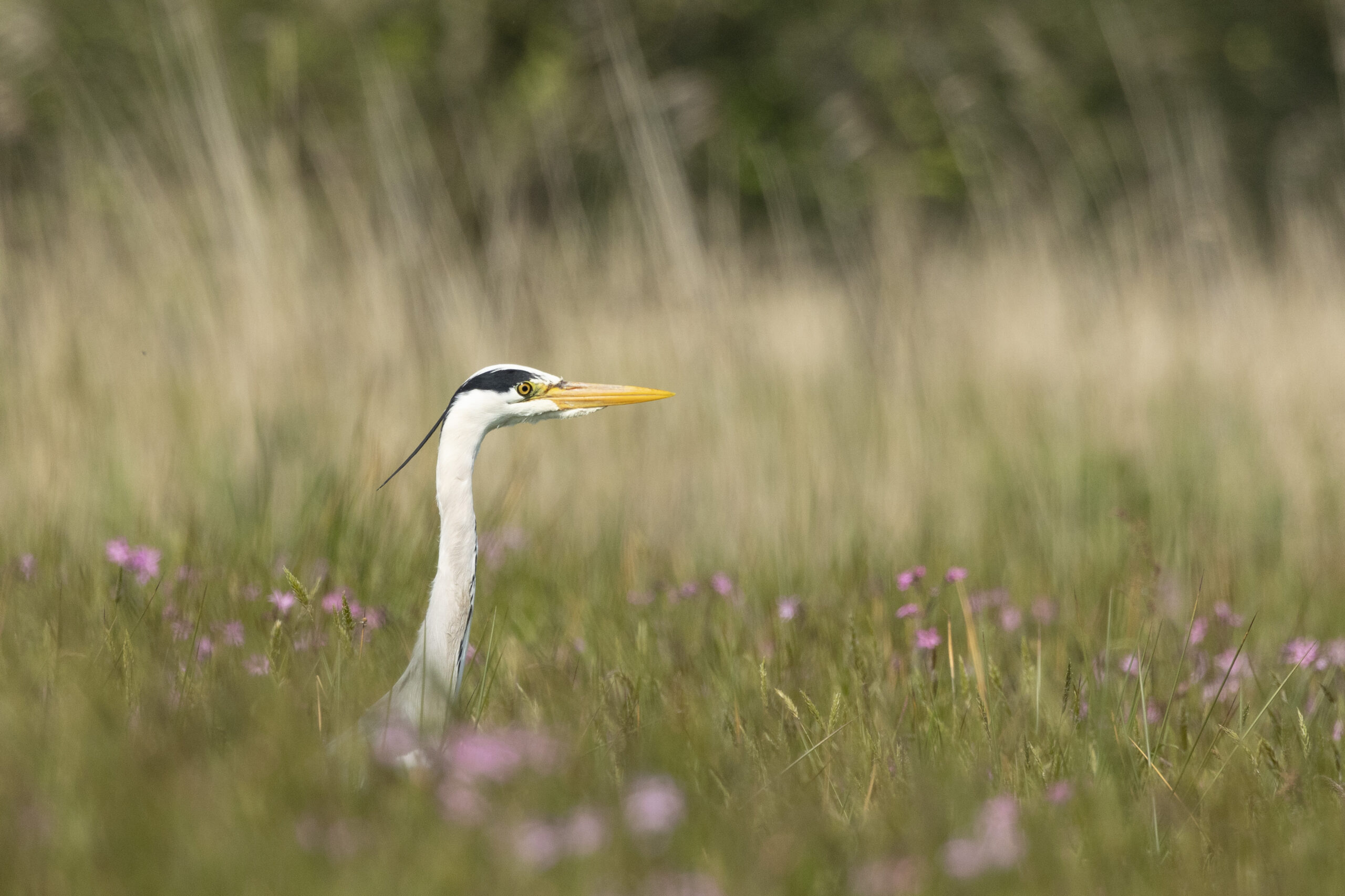 reiger