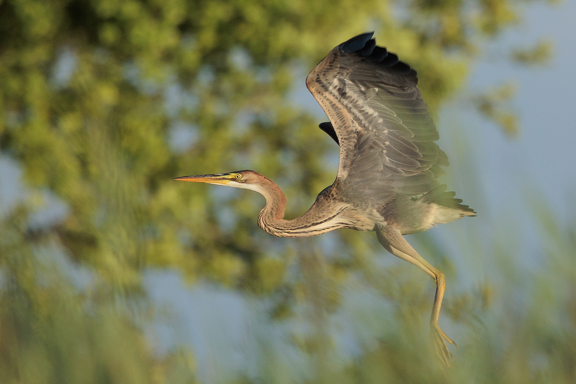 reiger02