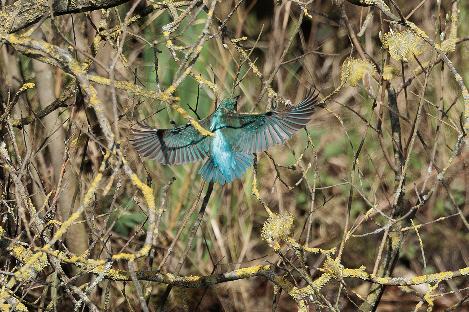 vogel08